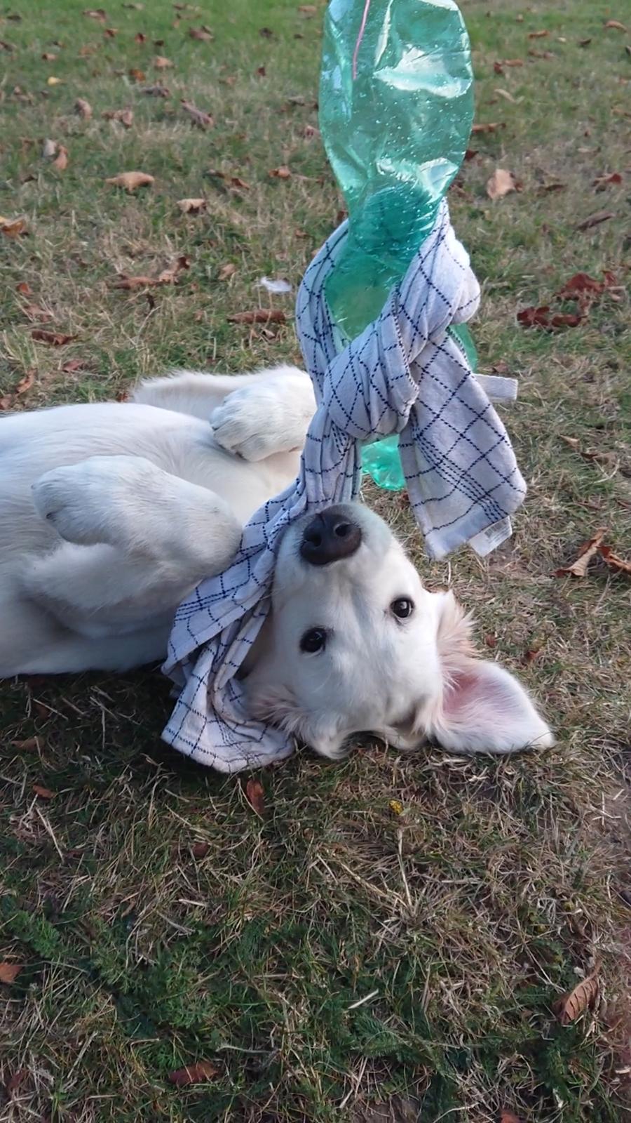 Golden retriever Balto  billede 10