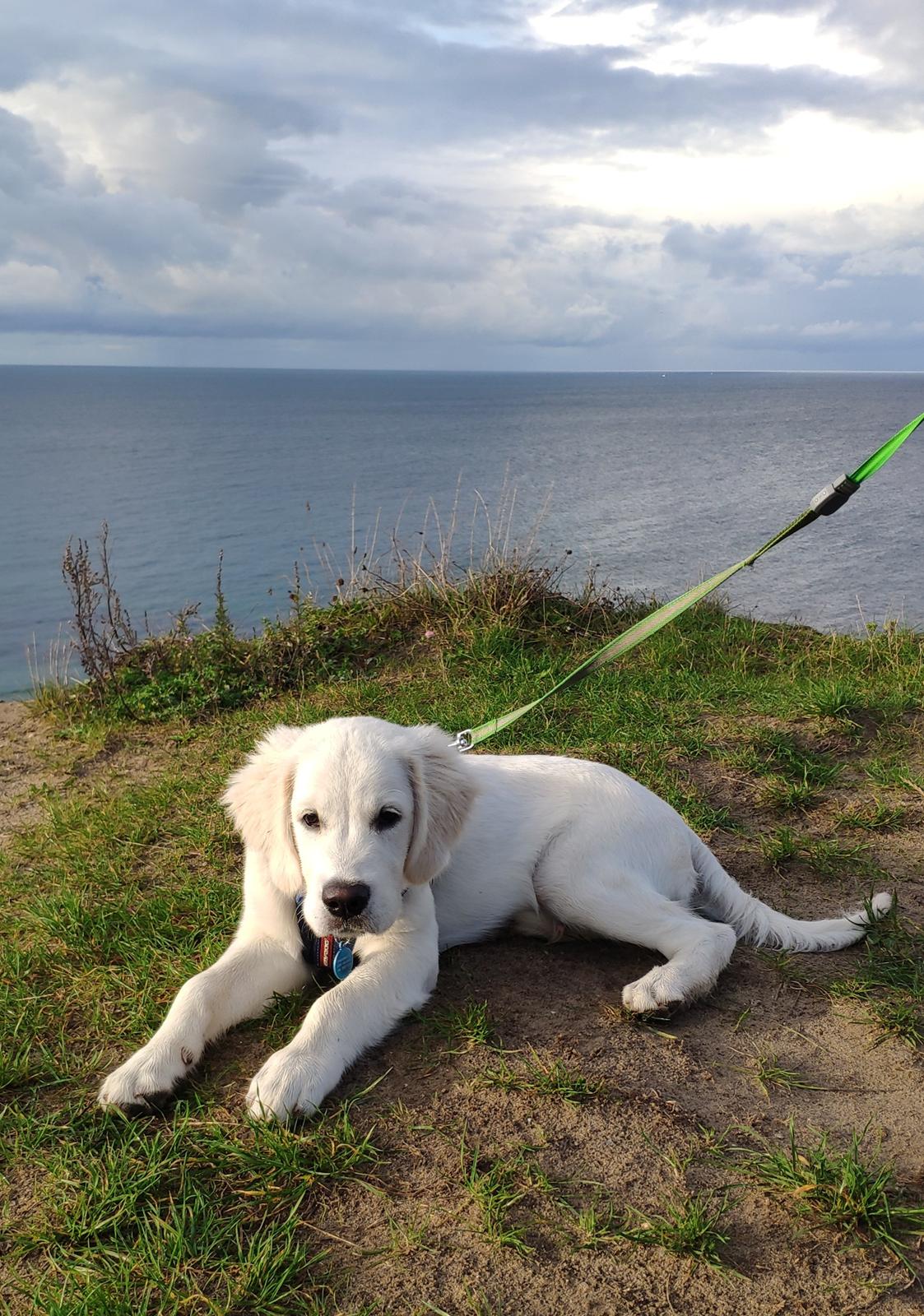 Golden retriever Balto  billede 11