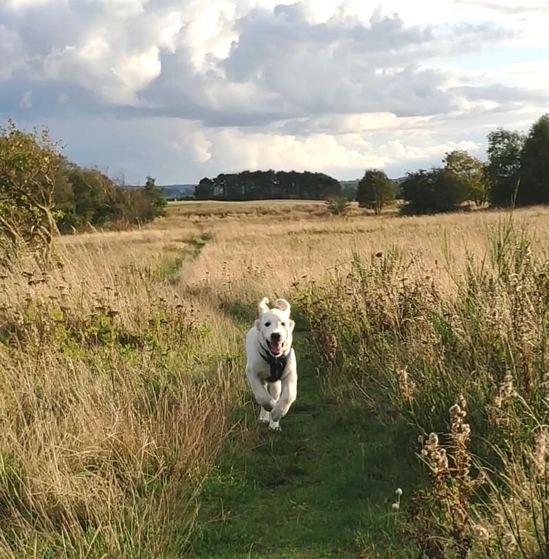 Golden retriever Balto  billede 12