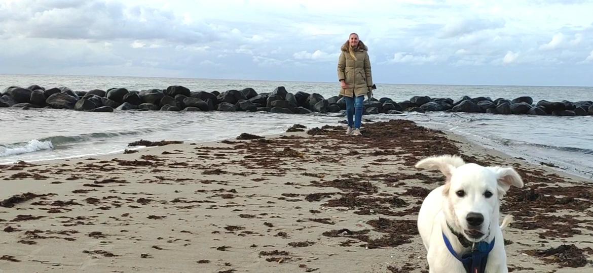 Golden retriever Balto  billede 13