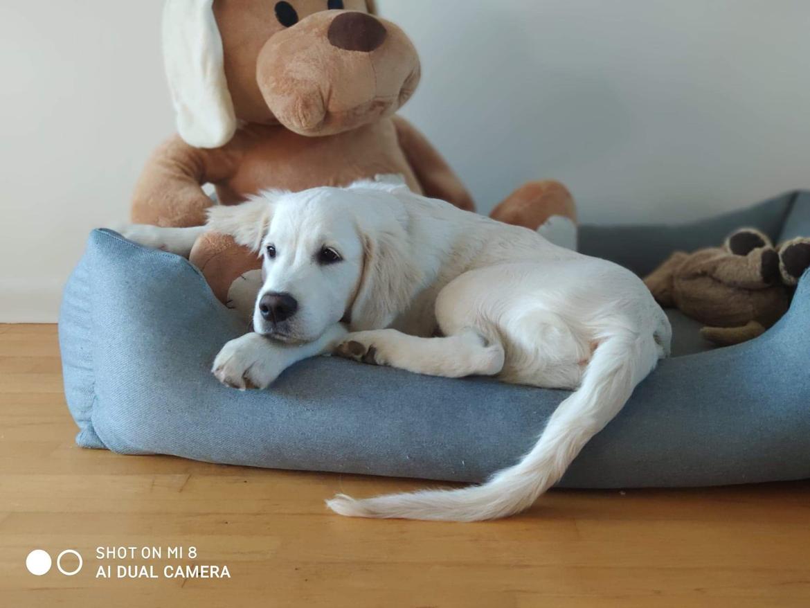 Golden retriever Balto  billede 14