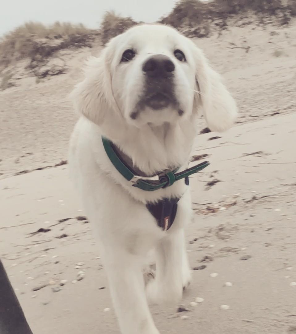 Golden retriever Balto  billede 15