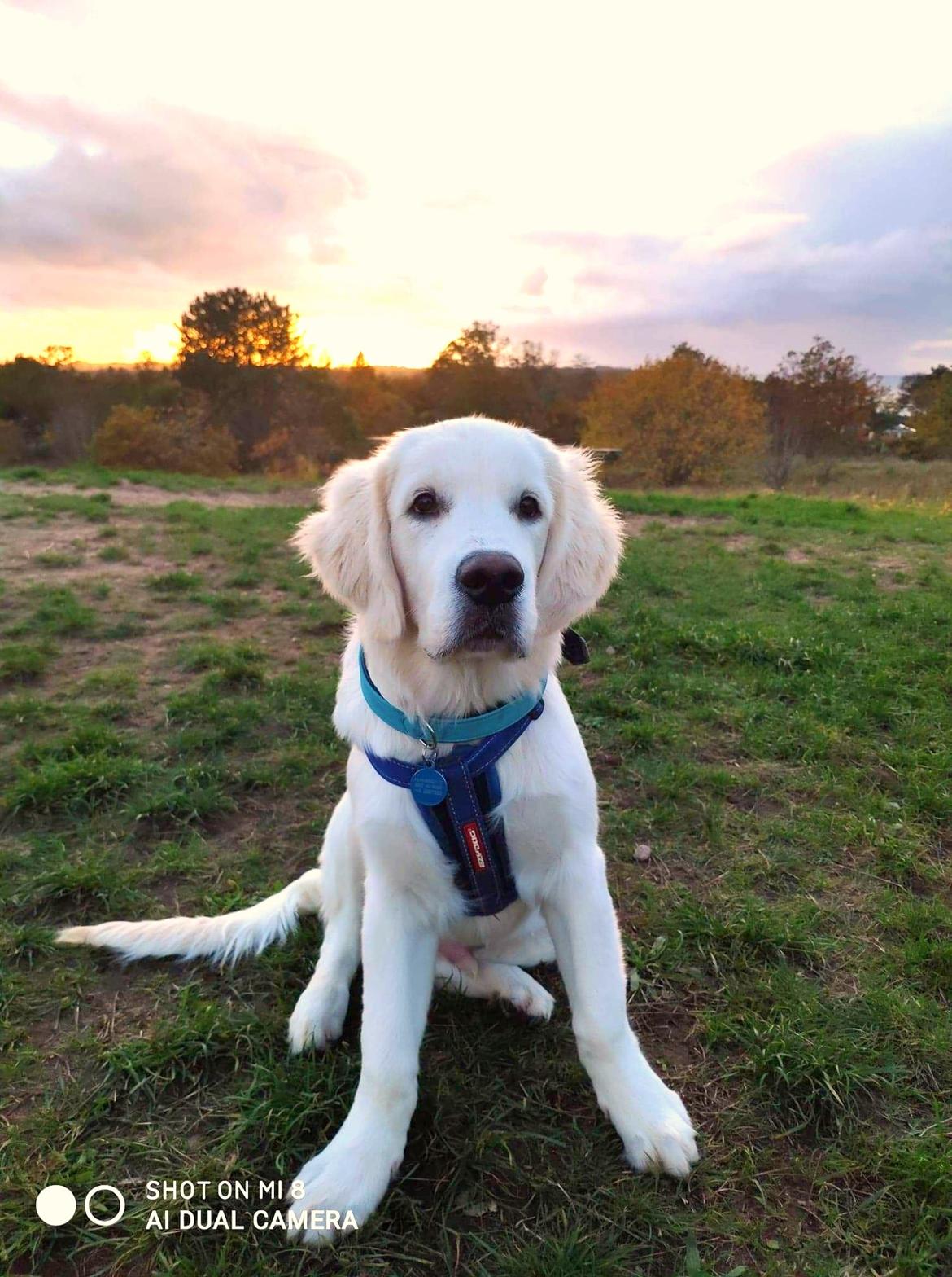 Golden retriever Balto  billede 16