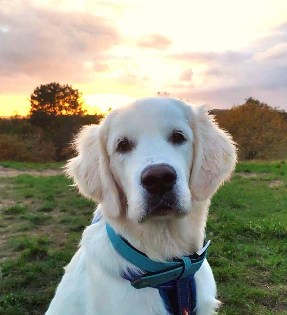 Golden retriever Balto  billede 17