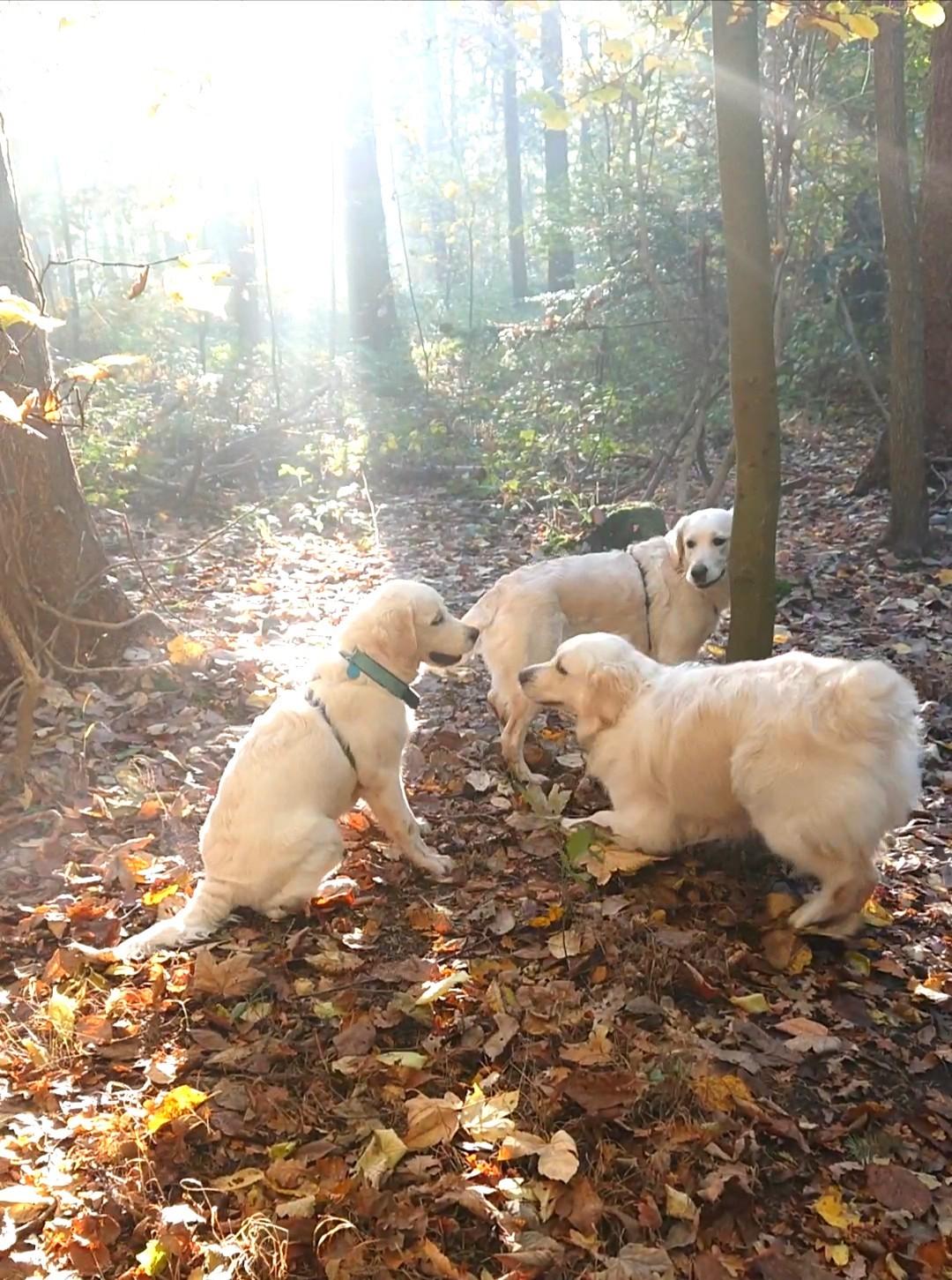 Golden retriever Balto  billede 18