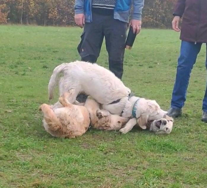 Golden retriever Balto  billede 19