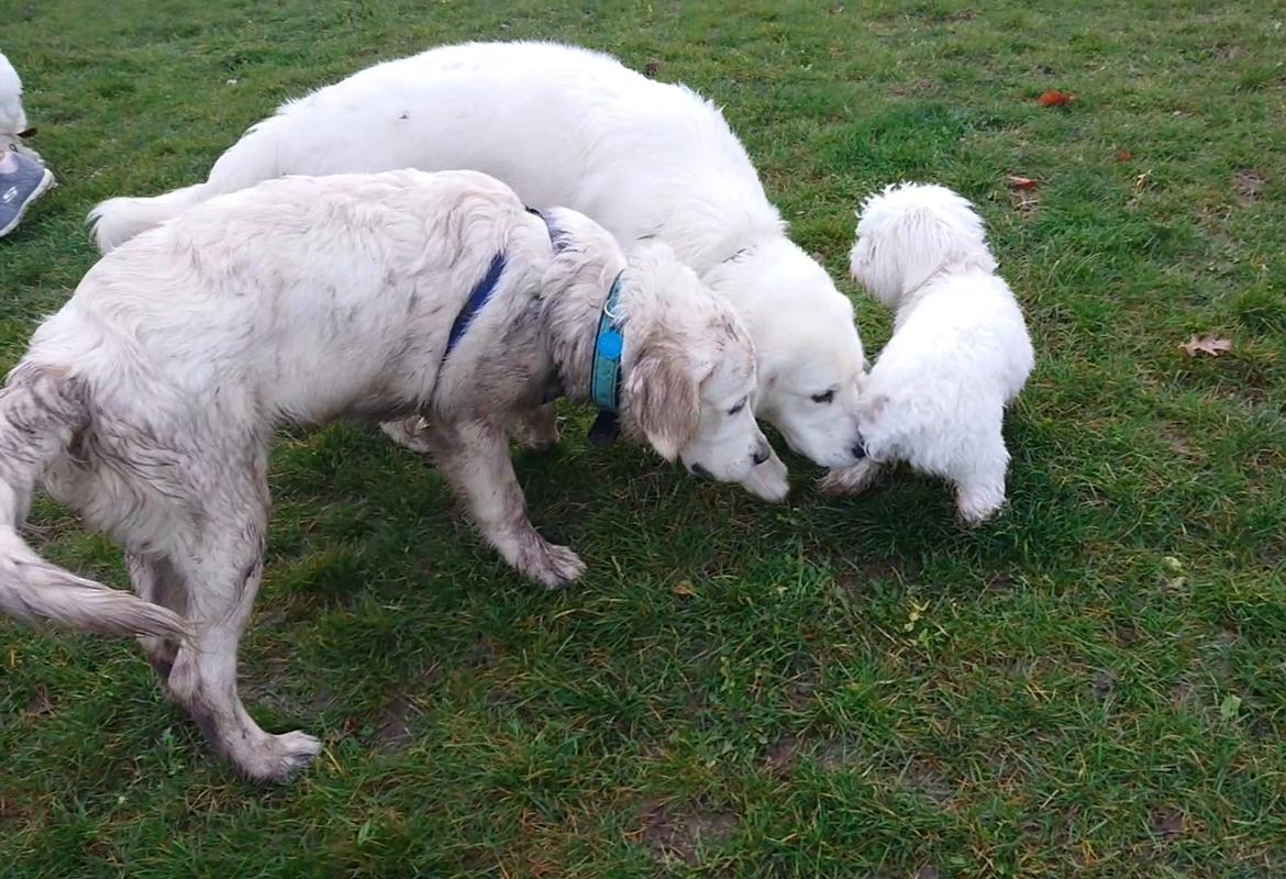 Golden retriever Balto  billede 20