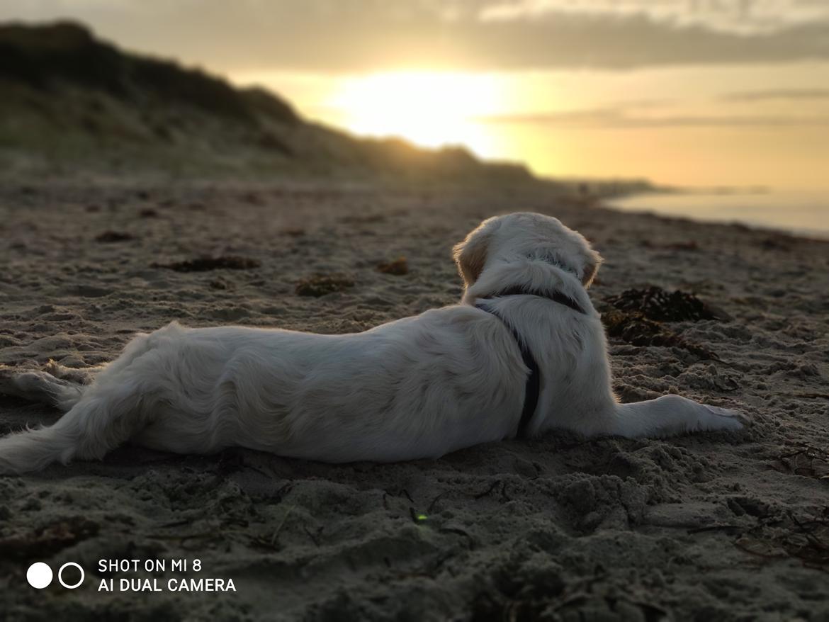 Golden retriever Balto  billede 21