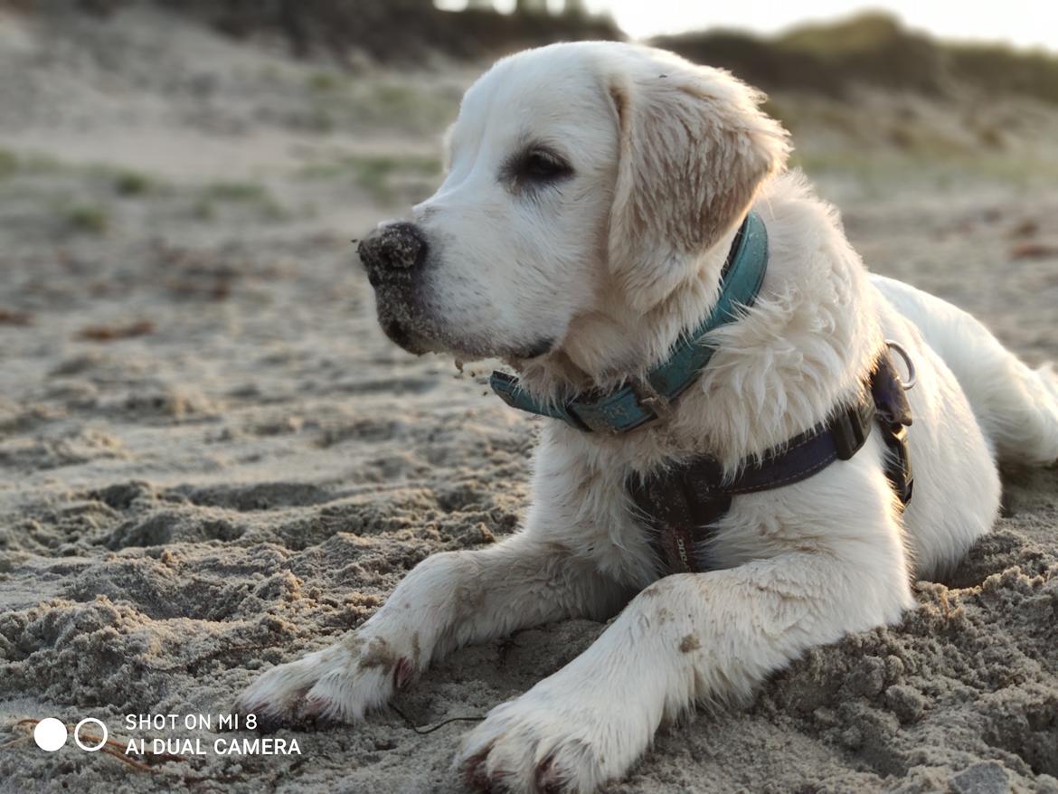 Golden retriever Balto  billede 22