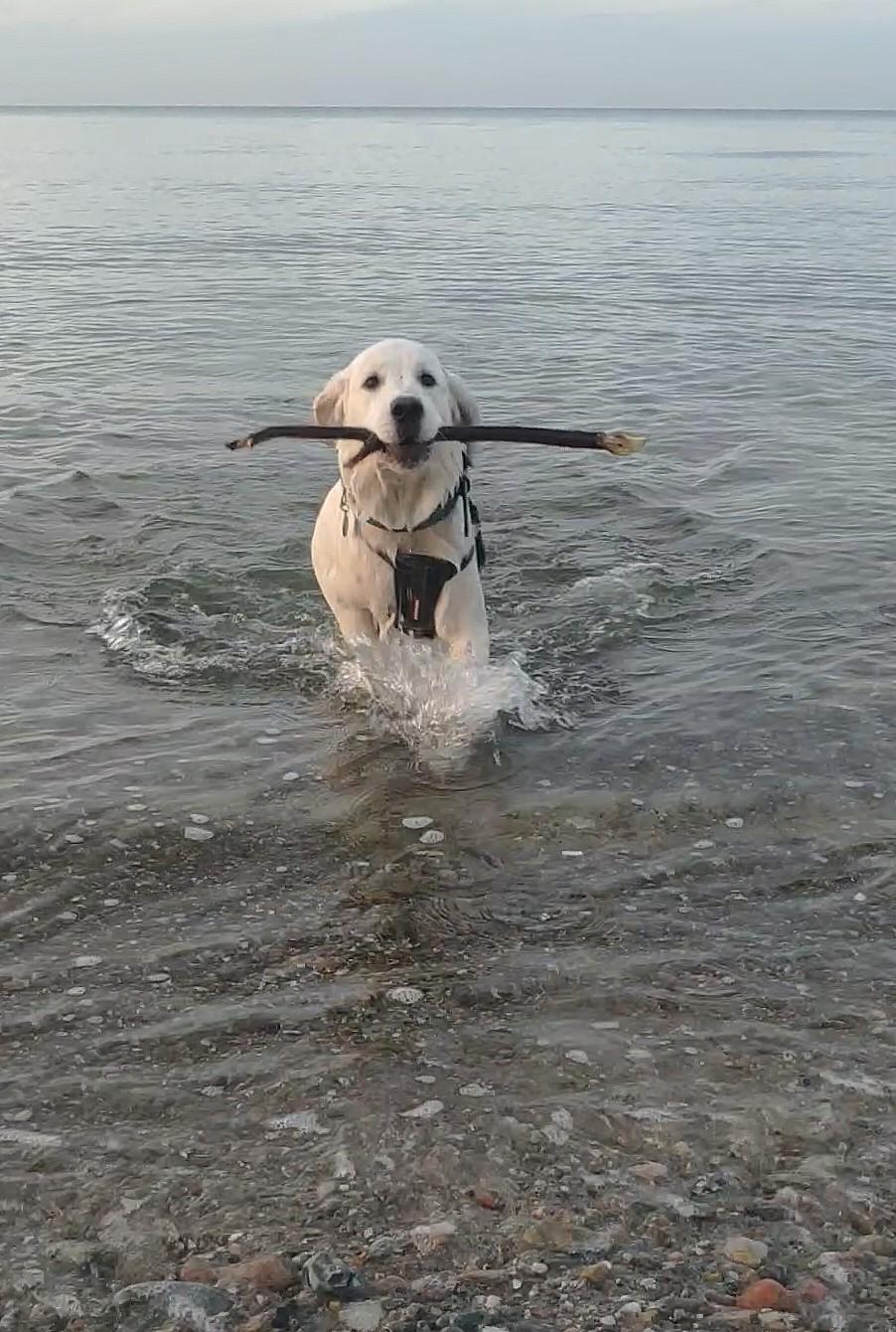 Golden retriever Balto  billede 23