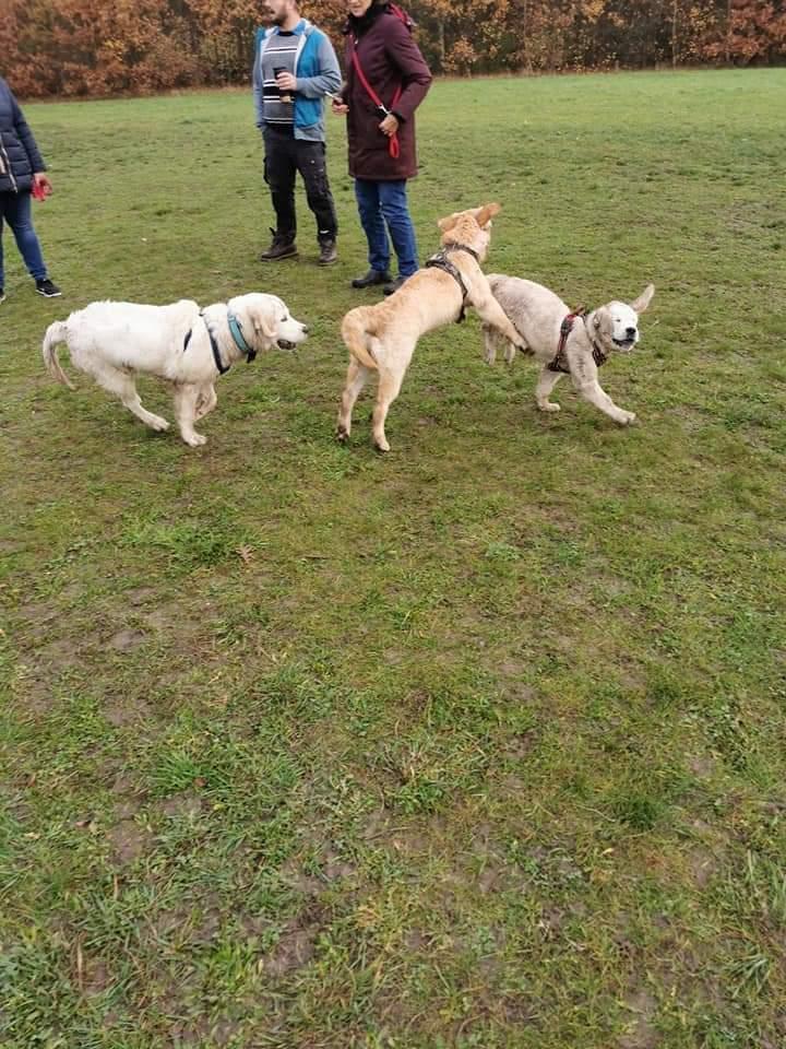 Golden retriever Balto  billede 24