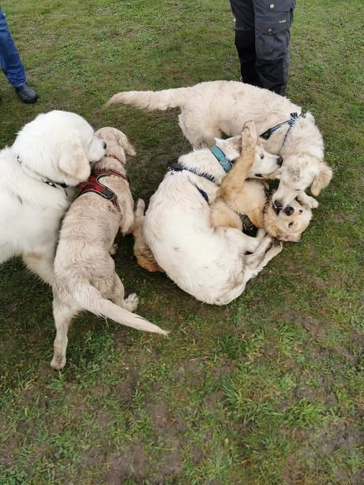 Golden retriever Balto  billede 25