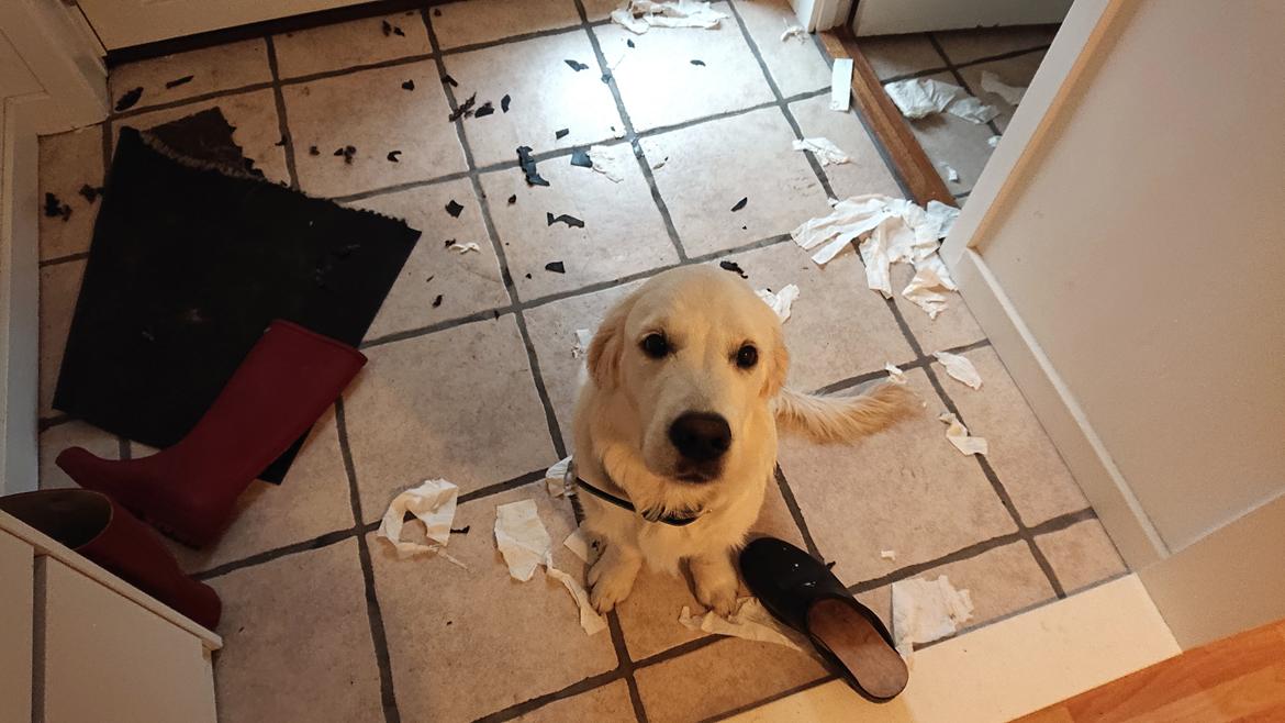 Golden retriever Balto  billede 26