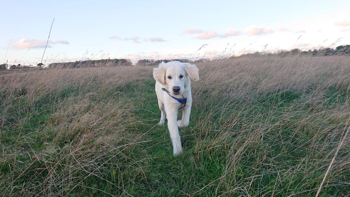 Golden retriever Balto  billede 27