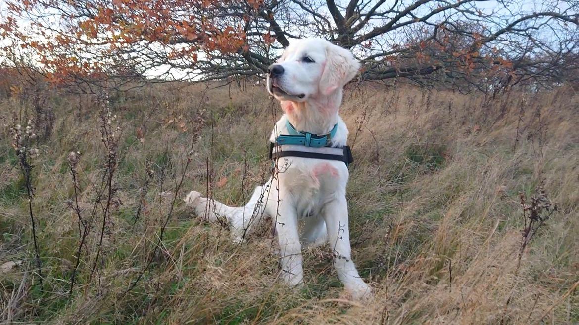 Golden retriever Balto  billede 28