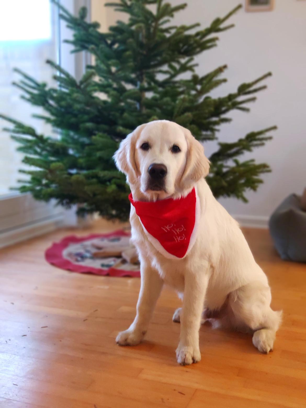 Golden retriever Balto  billede 29