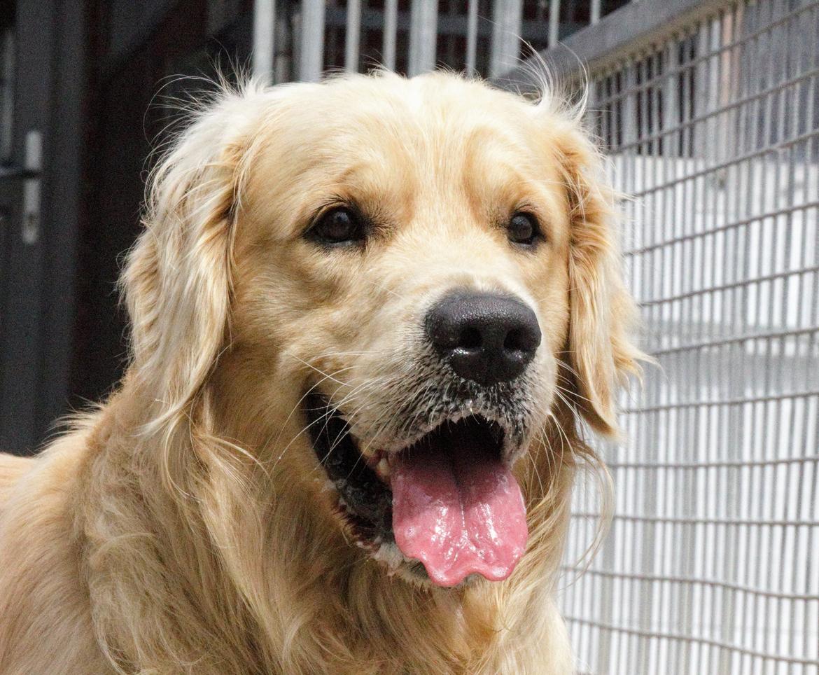 Golden retriever Tico billede 1