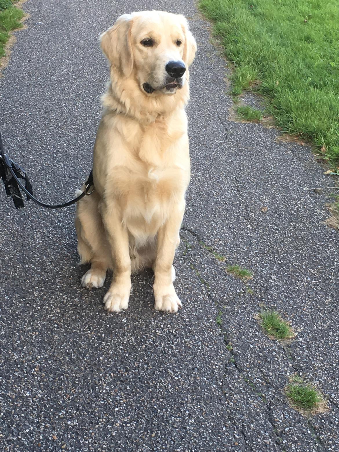 Golden retriever Tico billede 2