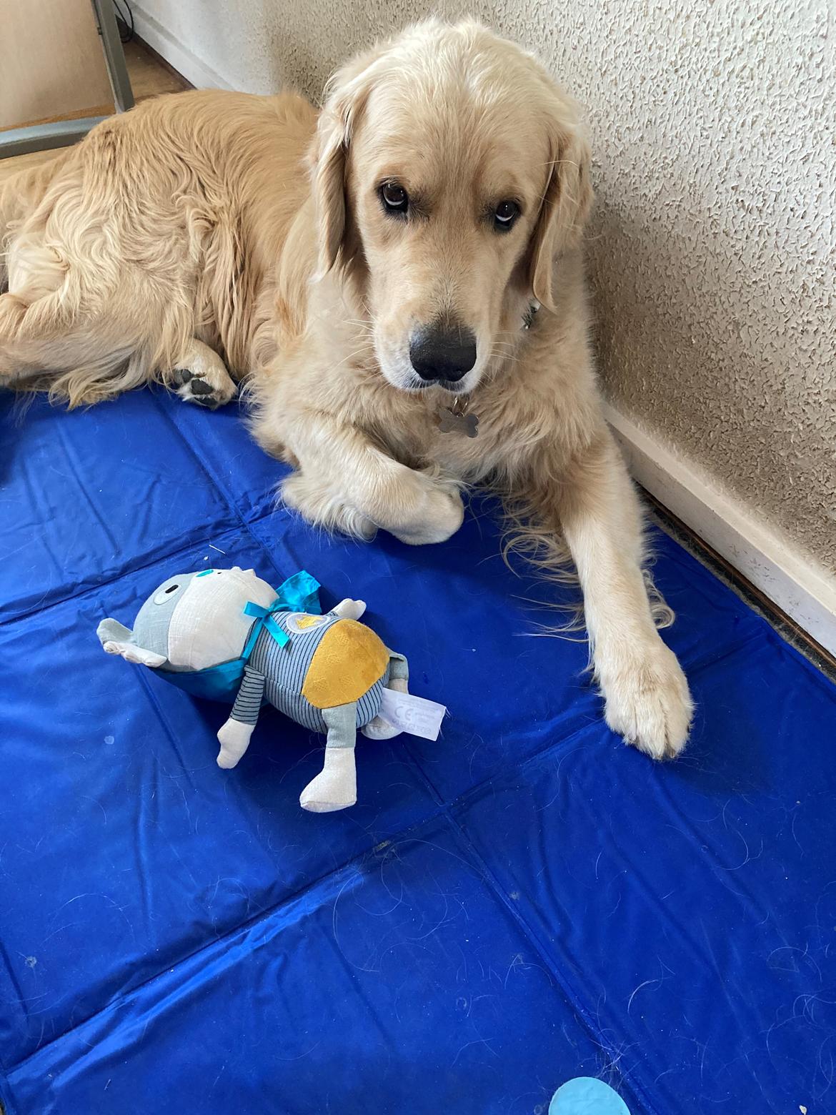 Golden retriever Tico billede 3