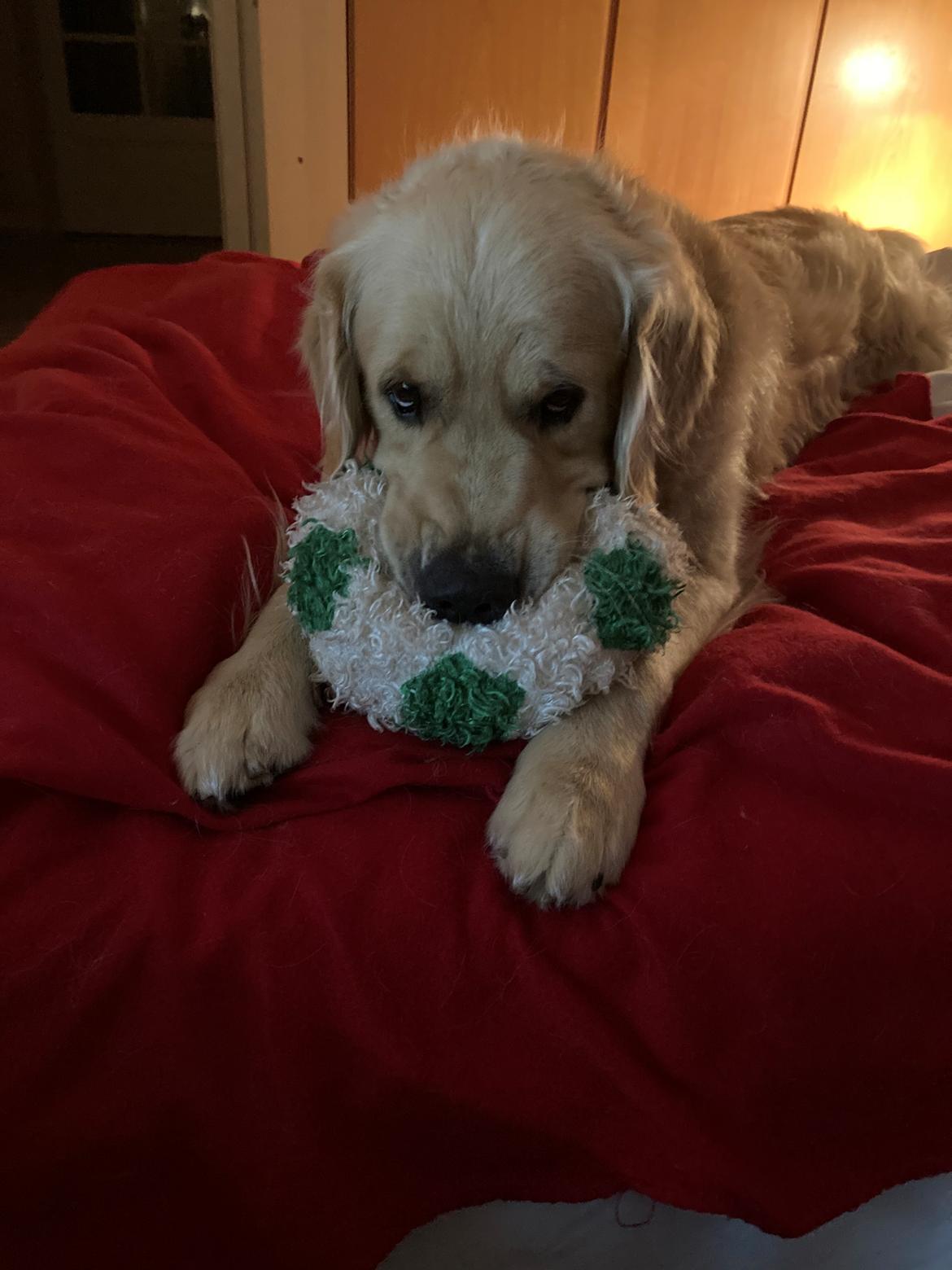 Golden retriever Tico billede 4