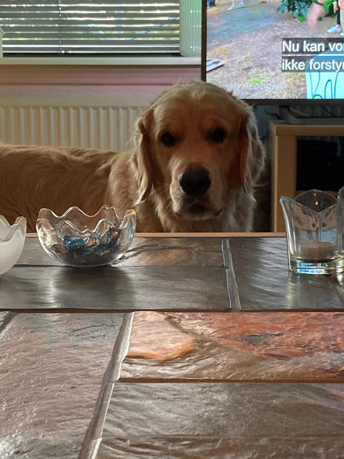 Golden retriever Tico billede 5