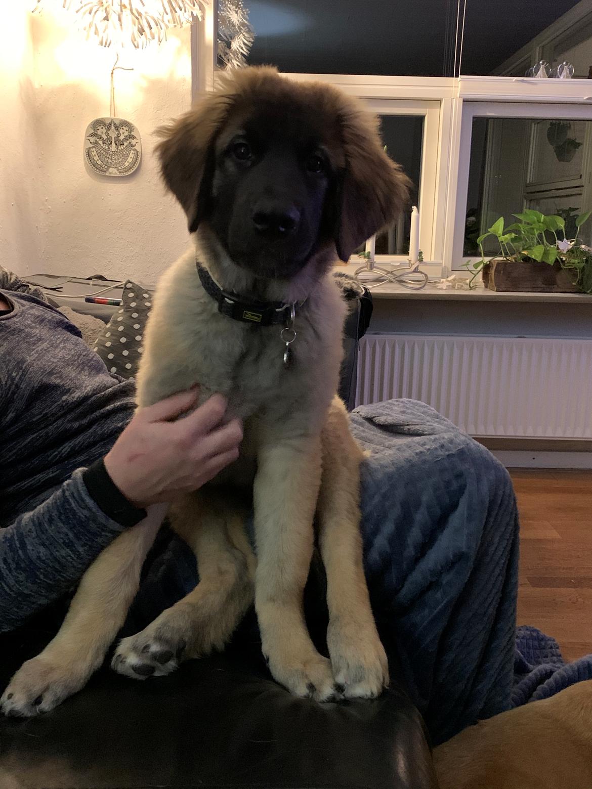 Leonberger Ancho billede 2