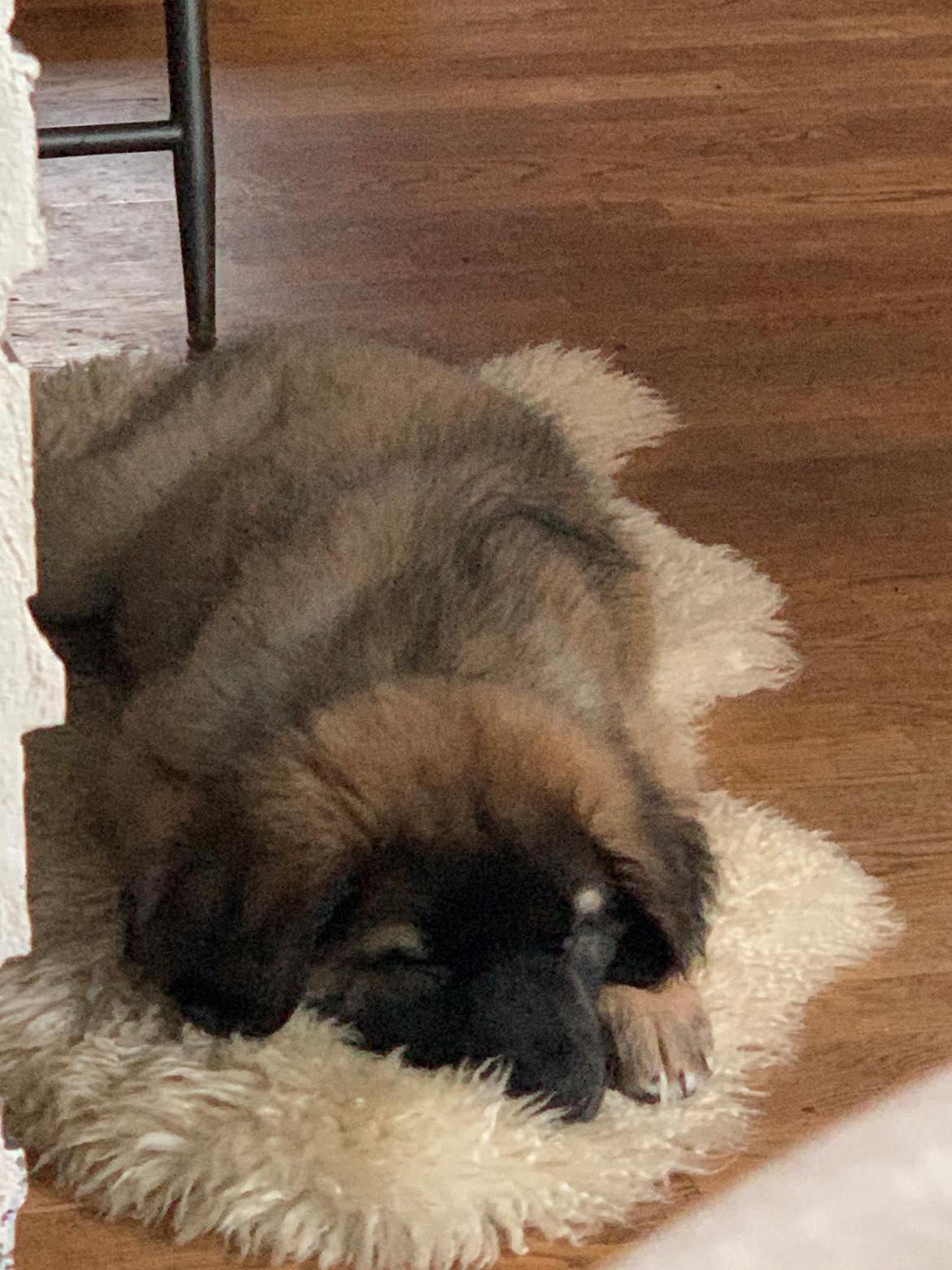 Leonberger Ancho billede 4