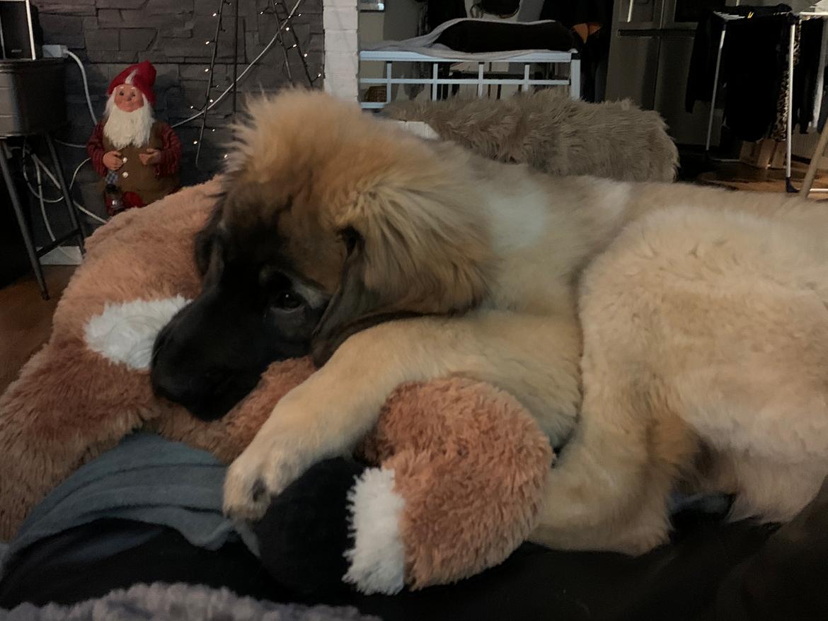 Leonberger Ancho billede 1