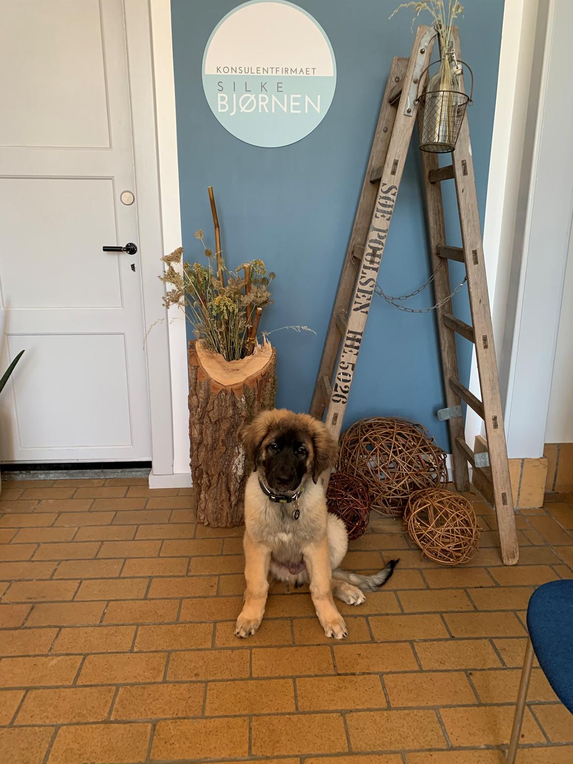 Leonberger Ancho billede 5