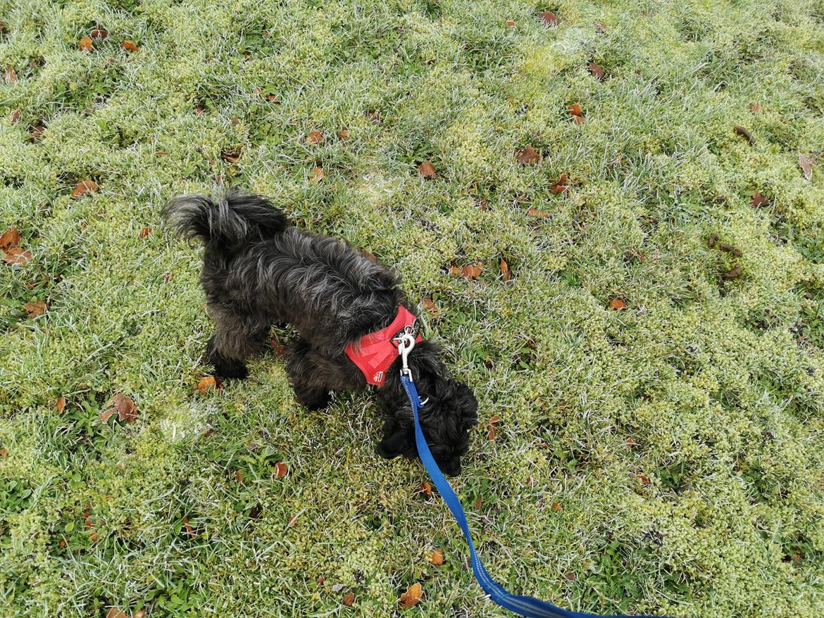 Chinese crested powder puff Coda - da coda var kort håret. der er sket en del siden han var syg og til nu 🤣🤣🤣 billede 21