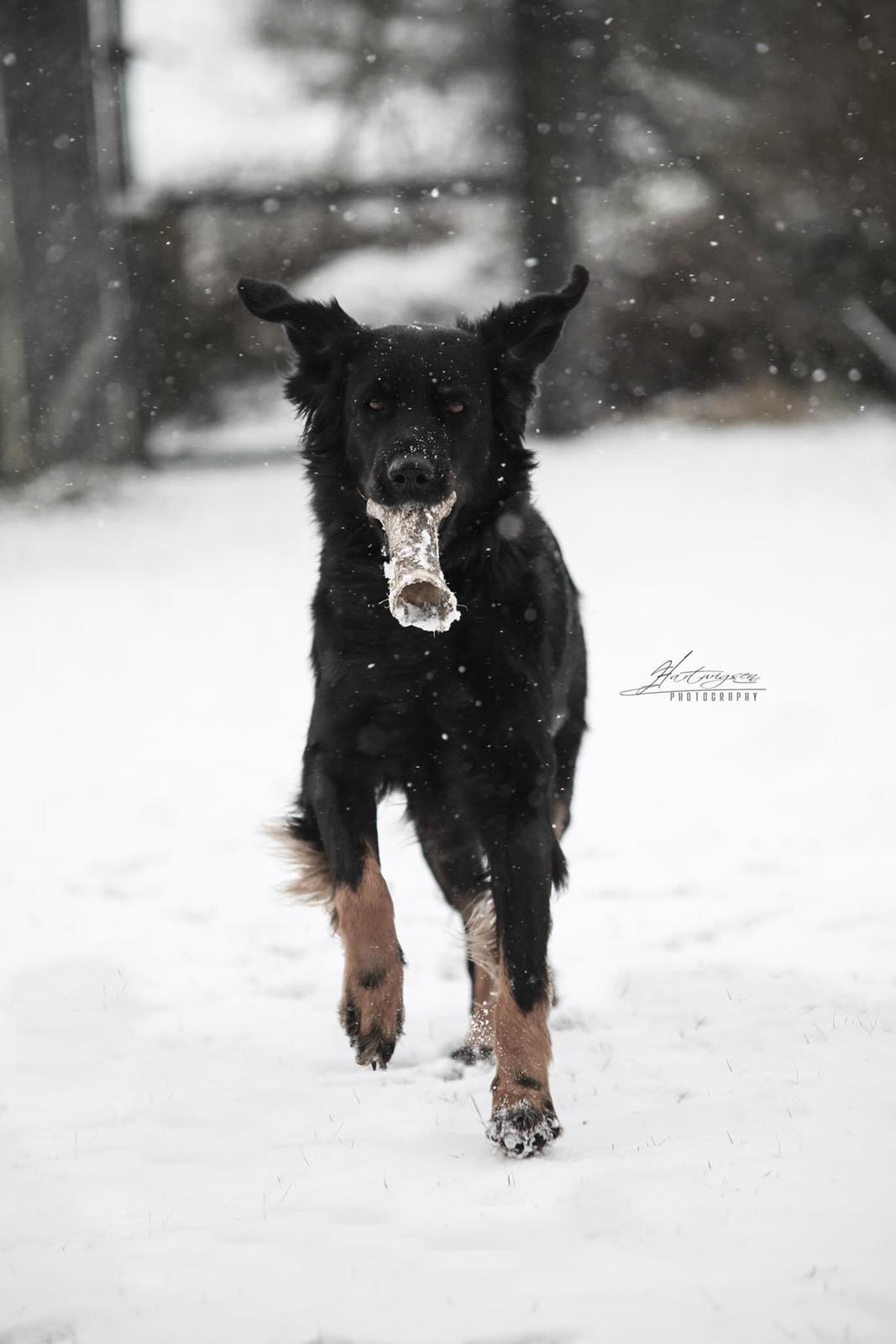 Hovawart Juno - 2016 billede 4