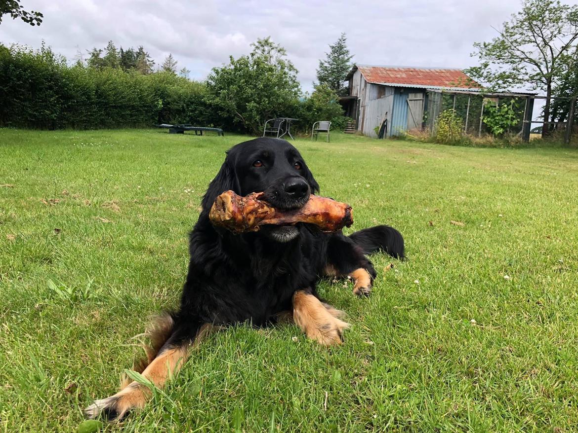 Hovawart Juno billede 5