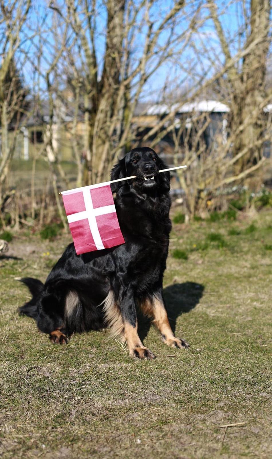 Hovawart Juno - Da hun fyldte 4 år i foråret 2019 billede 6