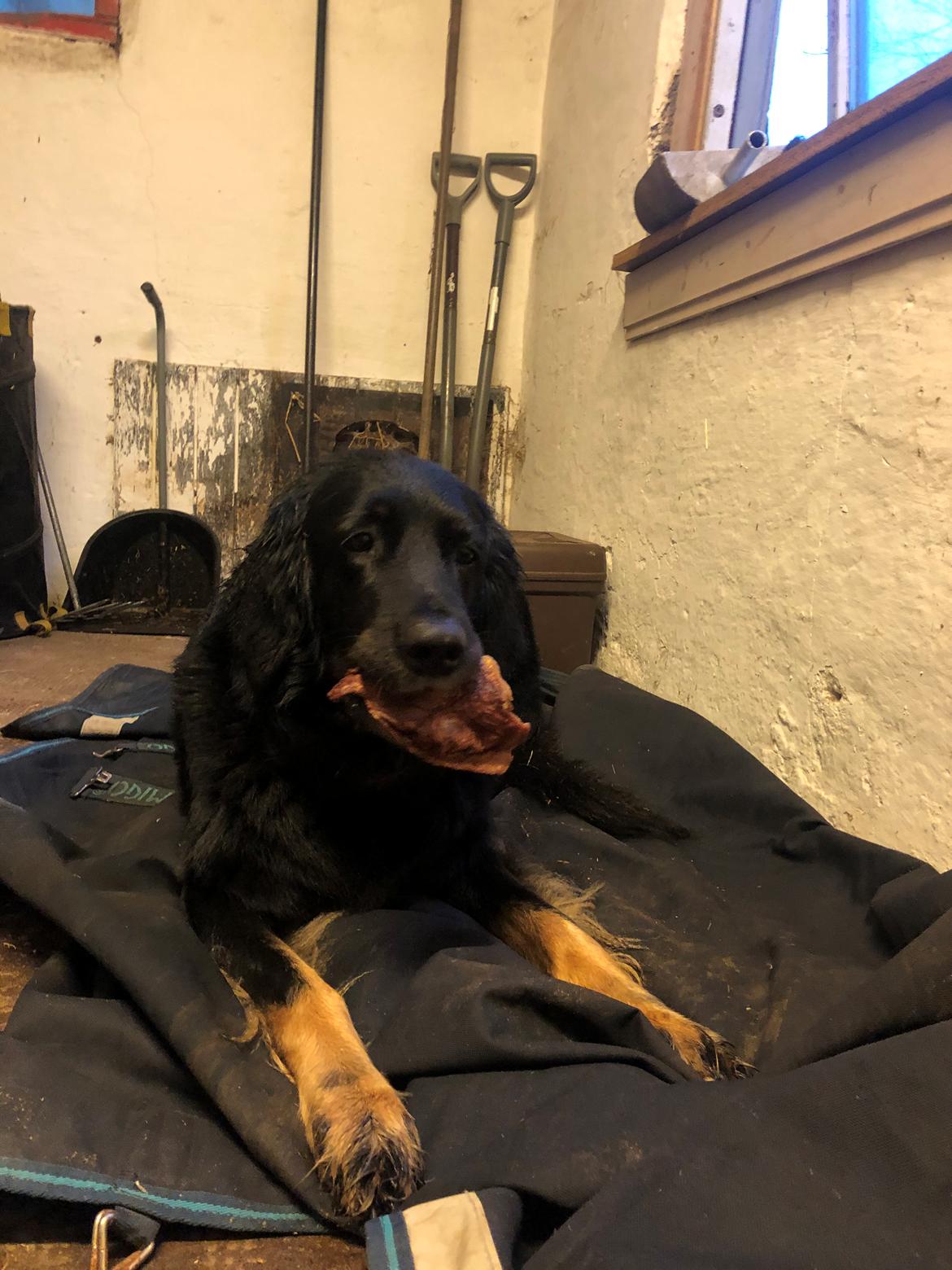 Hovawart Juno billede 7