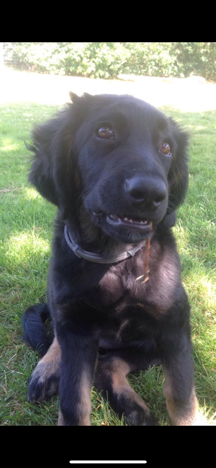 Hovawart Juno billede 8