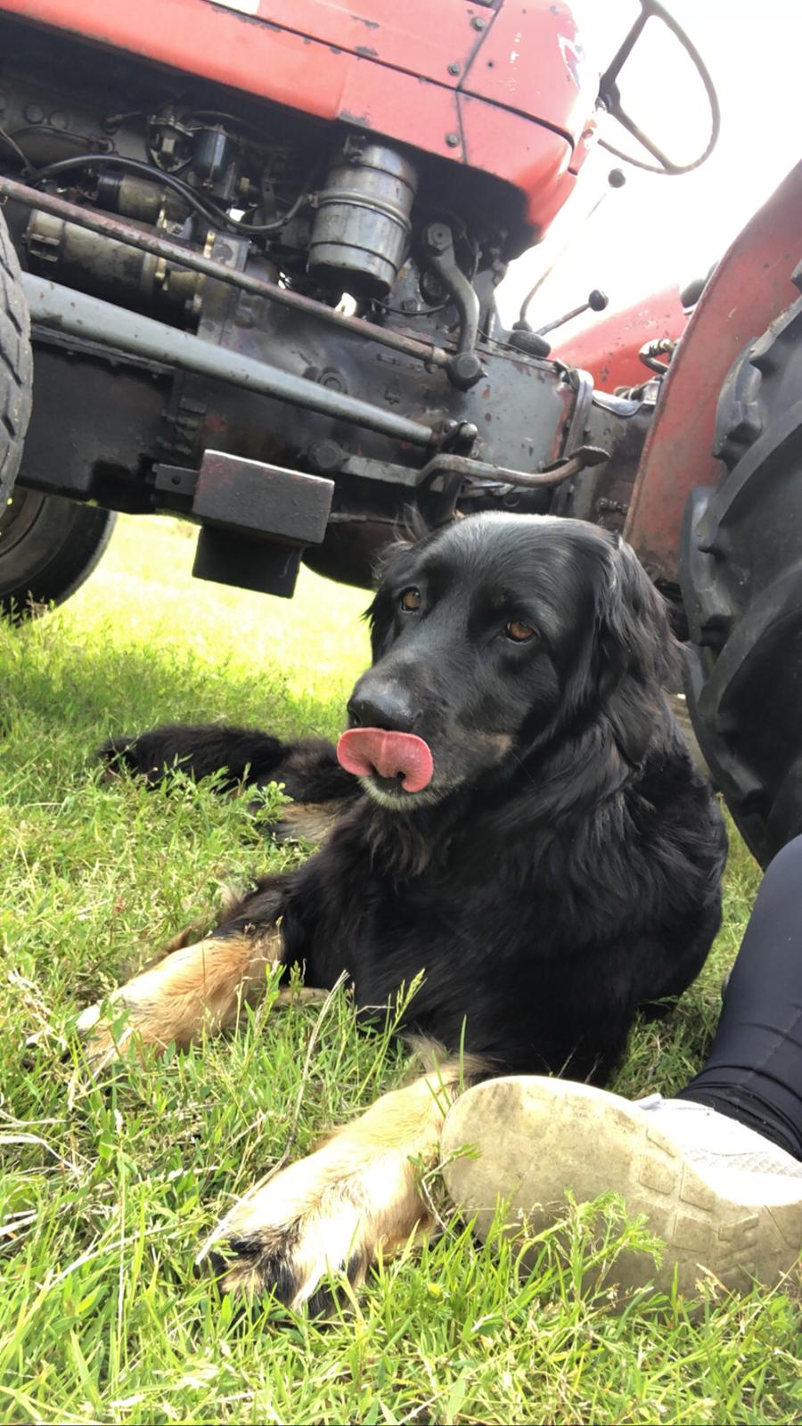 Hovawart Juno billede 9