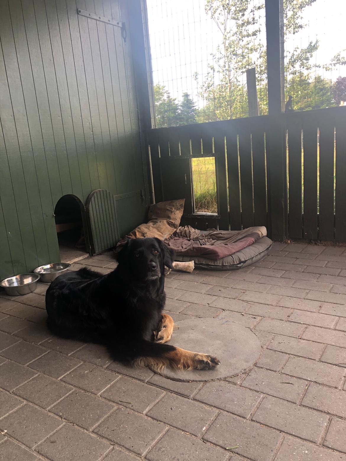 Hovawart Juno billede 11