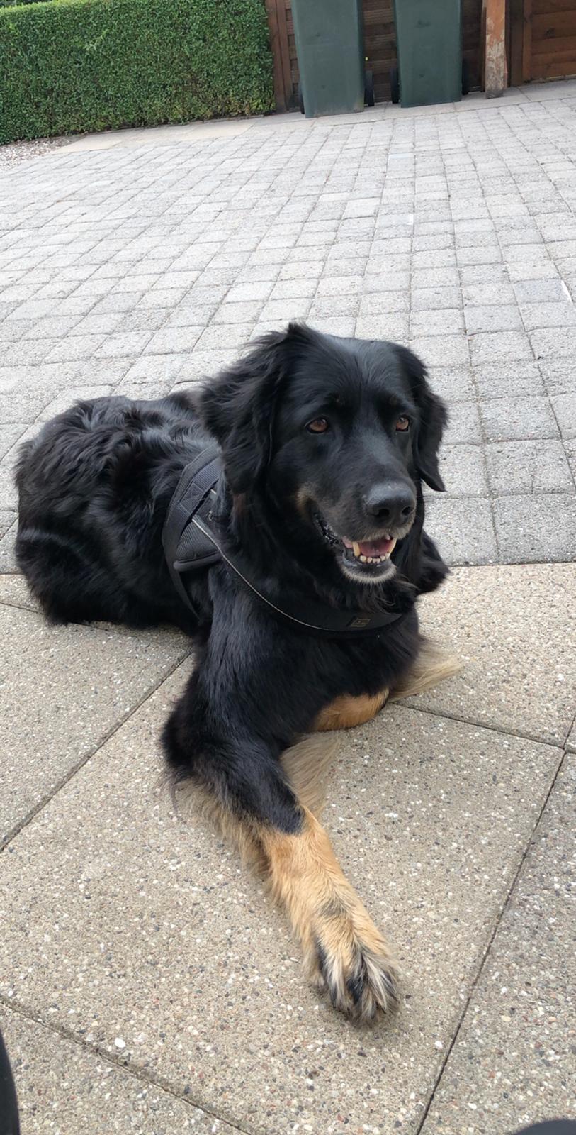 Hovawart Juno billede 13