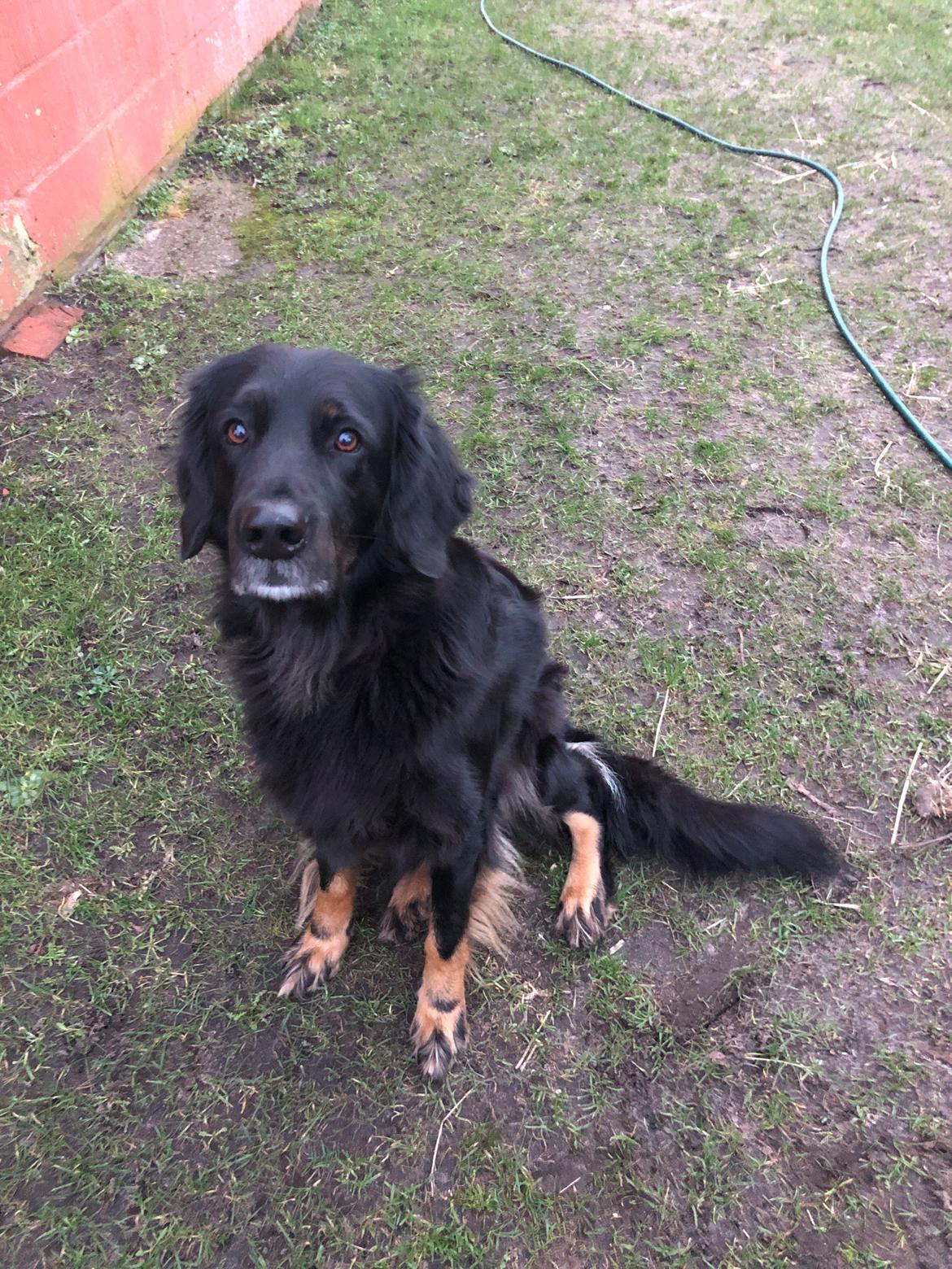 Hovawart Juno billede 16