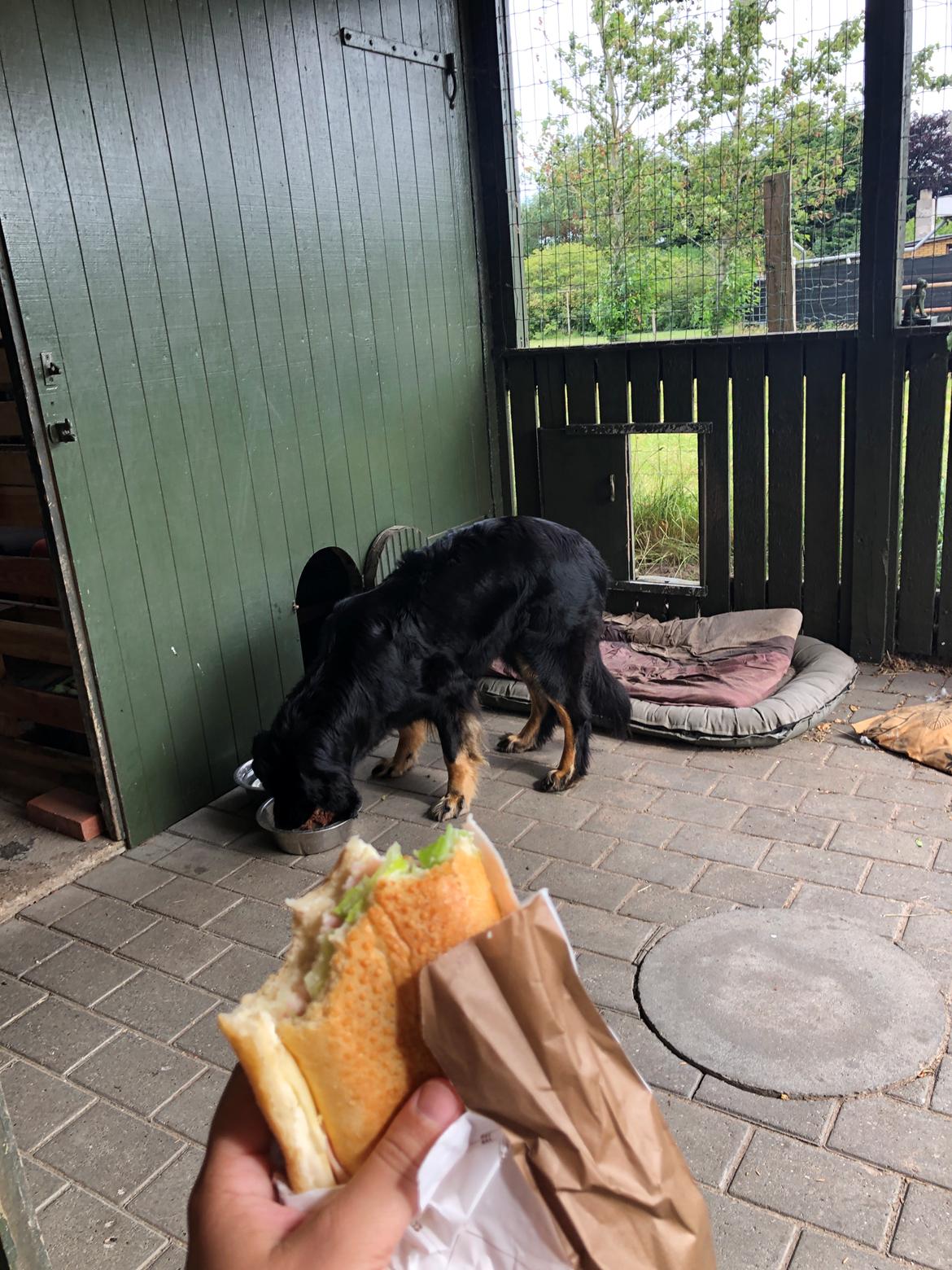 Hovawart Juno billede 14