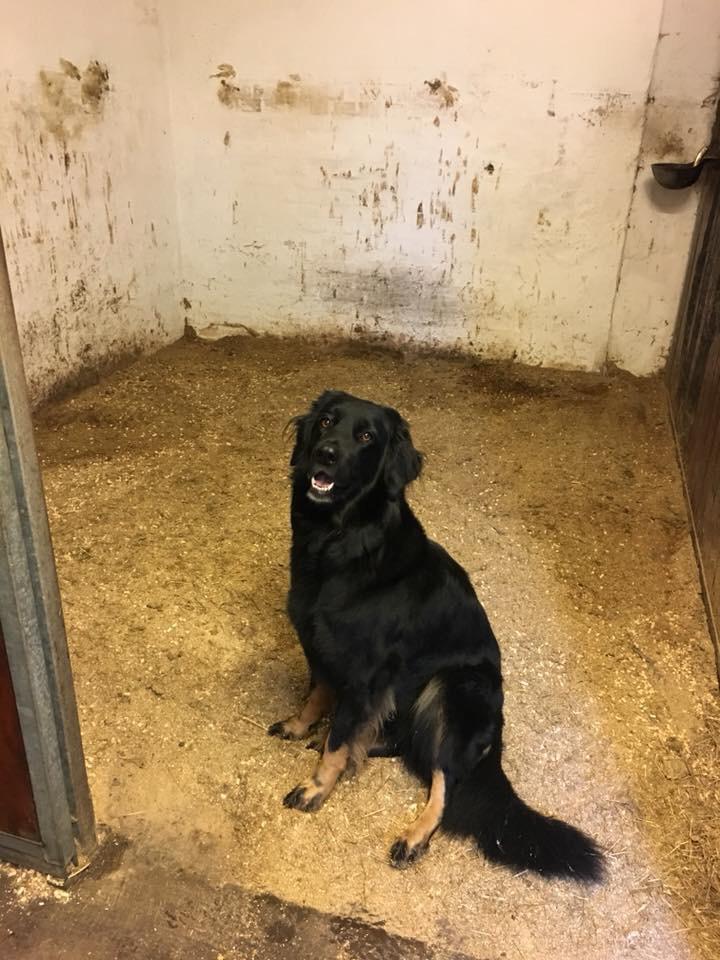 Hovawart Juno billede 17