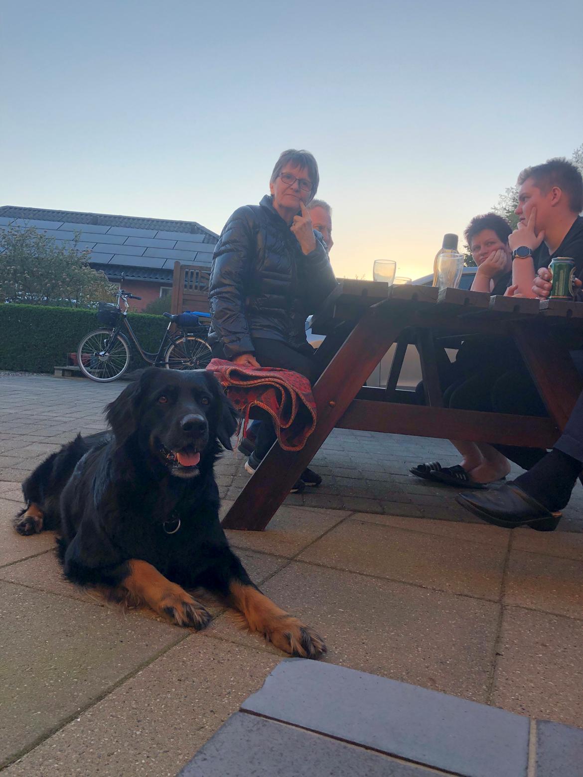 Hovawart Juno billede 19