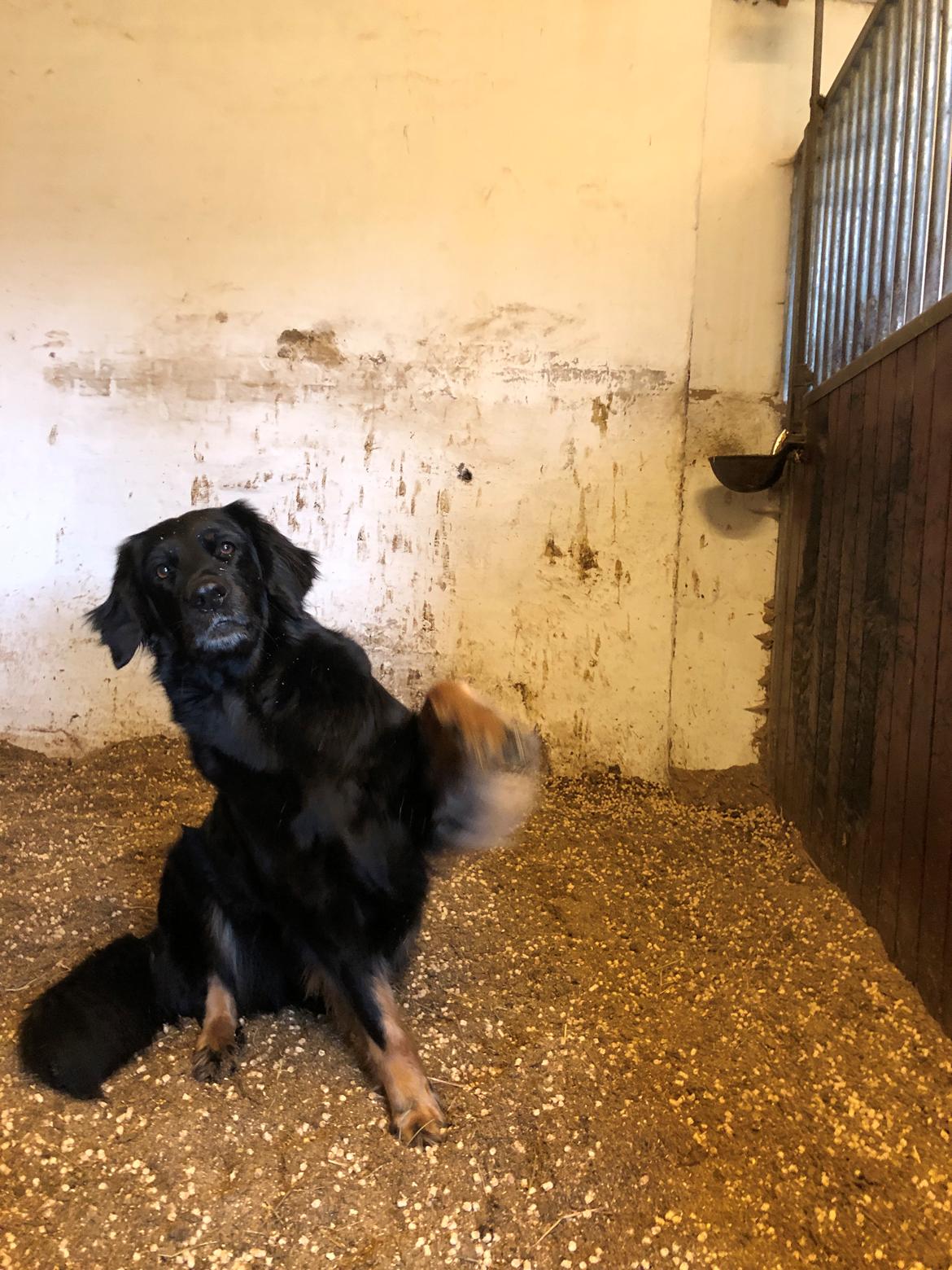 Hovawart Juno - Viser sit fine "vinke" trick, i hestens boks :)  billede 20