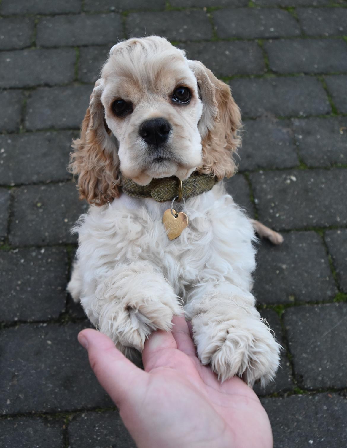 Amerikansk cocker spaniel Viggo Pedersen  billede 10