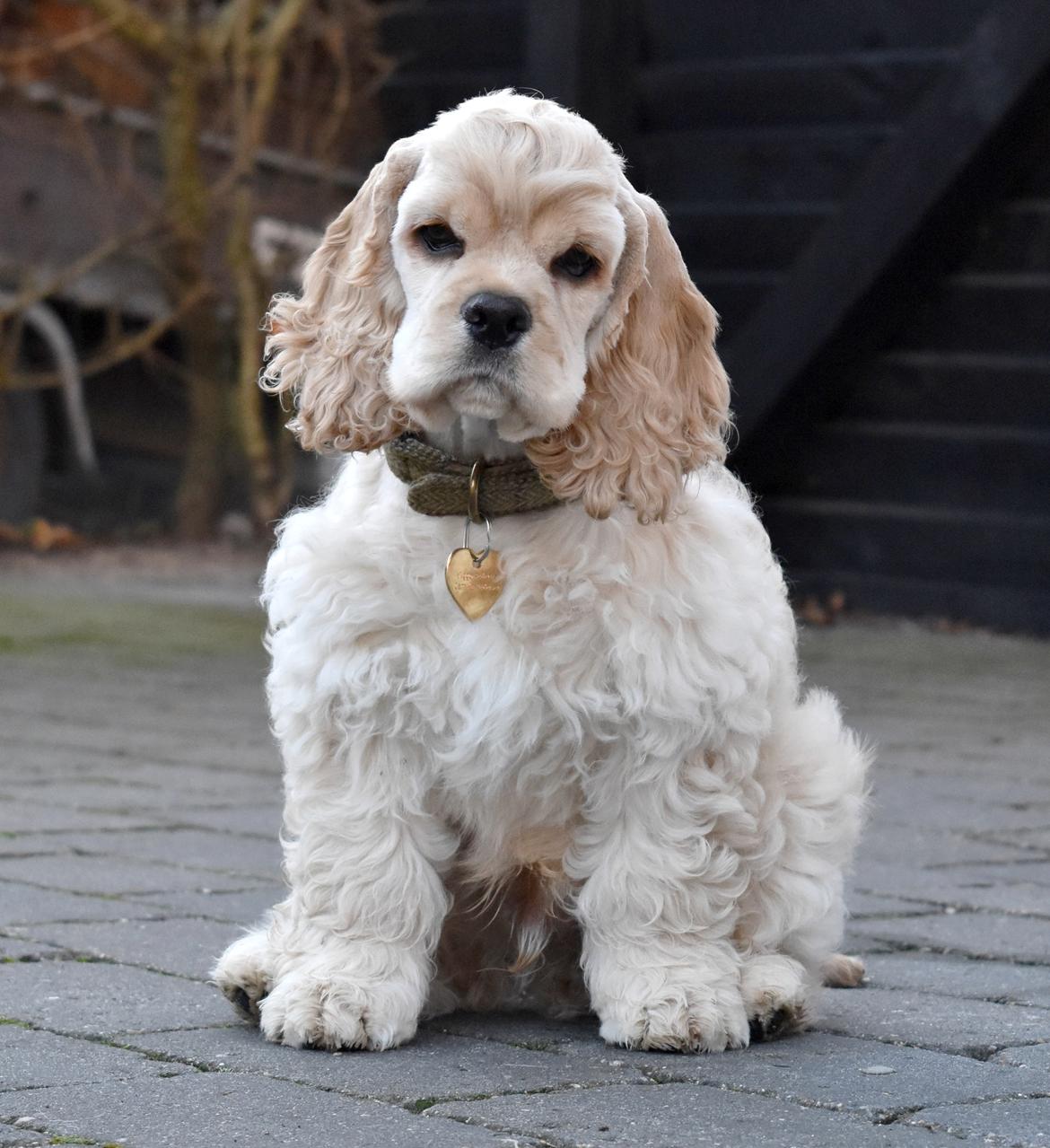 Amerikansk cocker spaniel Viggo Pedersen  billede 20