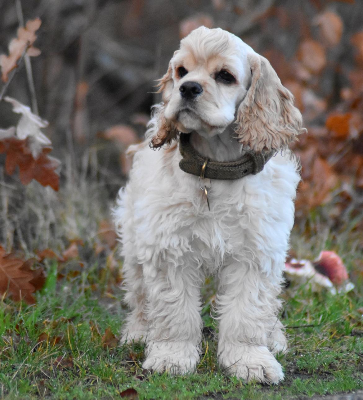 Amerikansk cocker spaniel Viggo Pedersen  billede 17