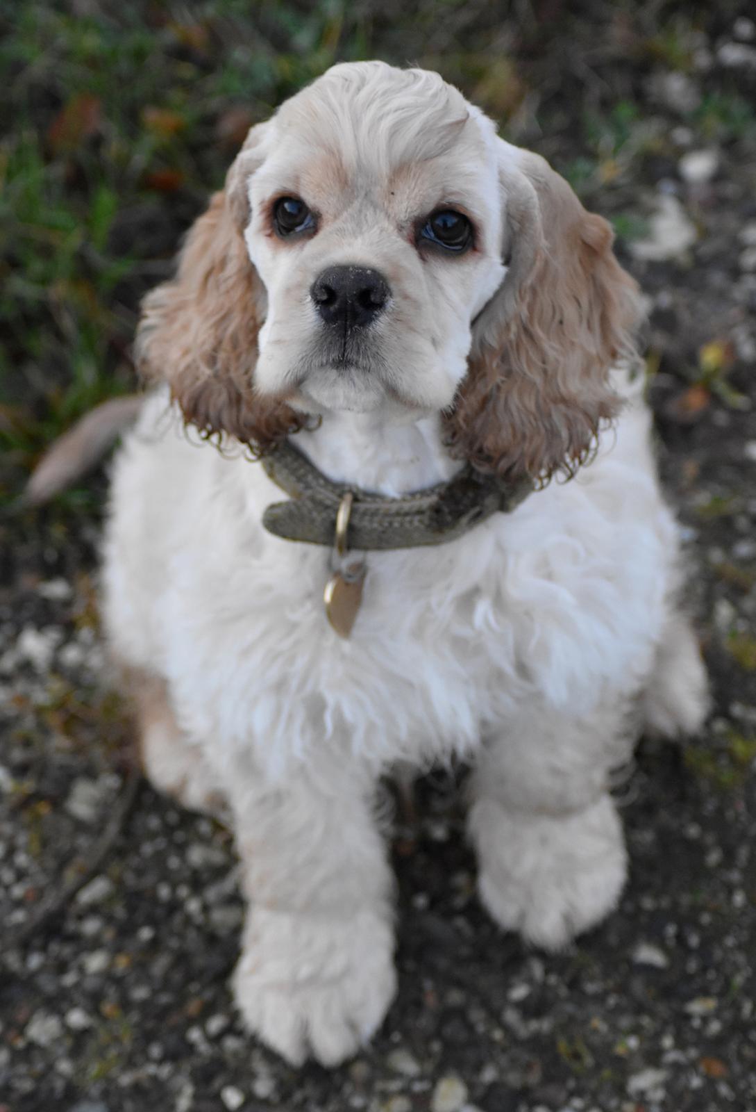 Amerikansk cocker spaniel Viggo Pedersen  billede 19