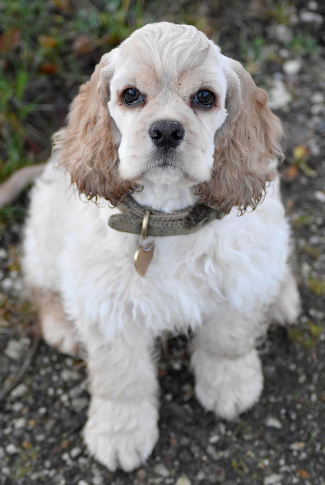 Amerikansk cocker spaniel Viggo Pedersen  billede 23