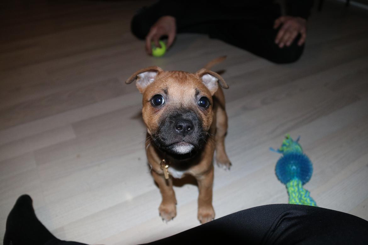 Staffordshire bull terrier Vega billede 1