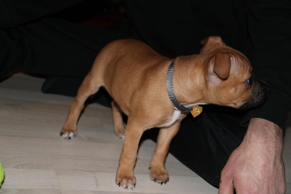 Staffordshire bull terrier Vega billede 3